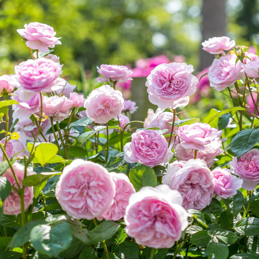 Rose ‘Olivia Rose Austin’ (David Austin) - Ladybird Nursery