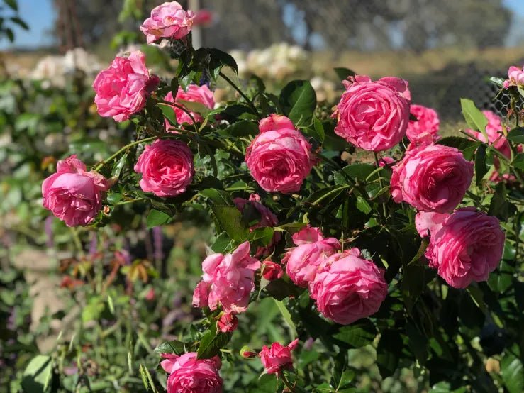 Rose ‘Parfum de Paris’ (Delbard) - Ladybird Nursery