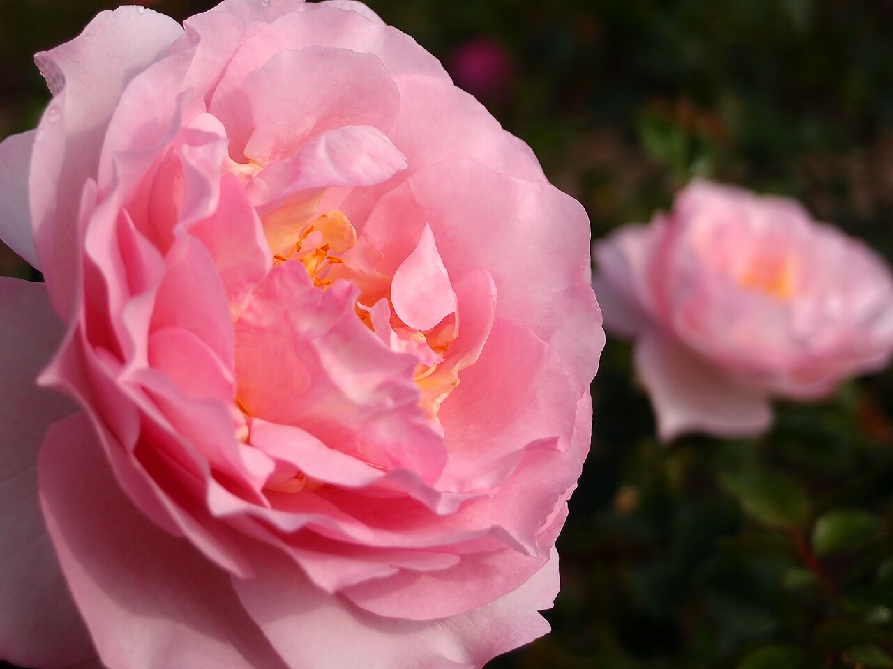Rose ‘Souvenir de Louis Amade’ (Delbard)
