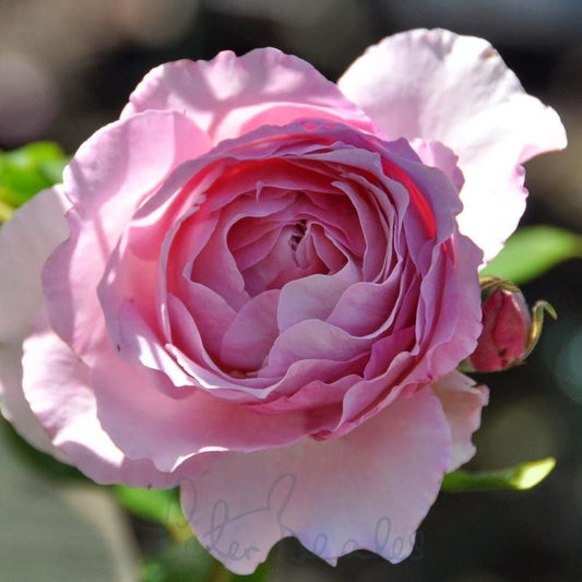 Rose ‘Souvenir de Louis Amade’ (Delbard)