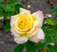 Rose Peace 3 ft Standards (Rosa) - Ladybird Nursery