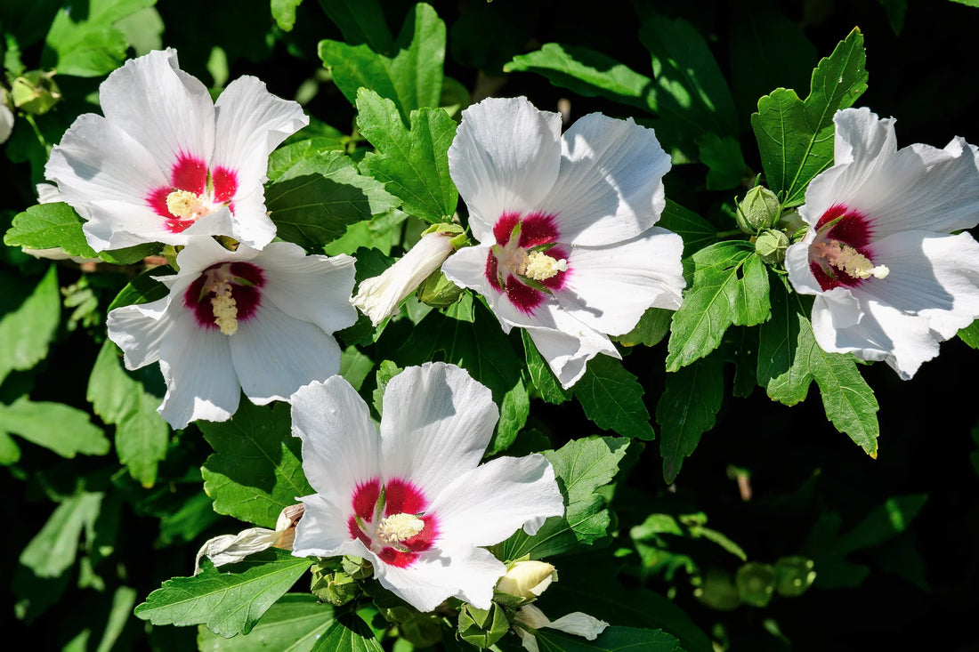 Rose of Sharon White Red Eye (Hibiscus syriacus) - Ladybird Nursery
