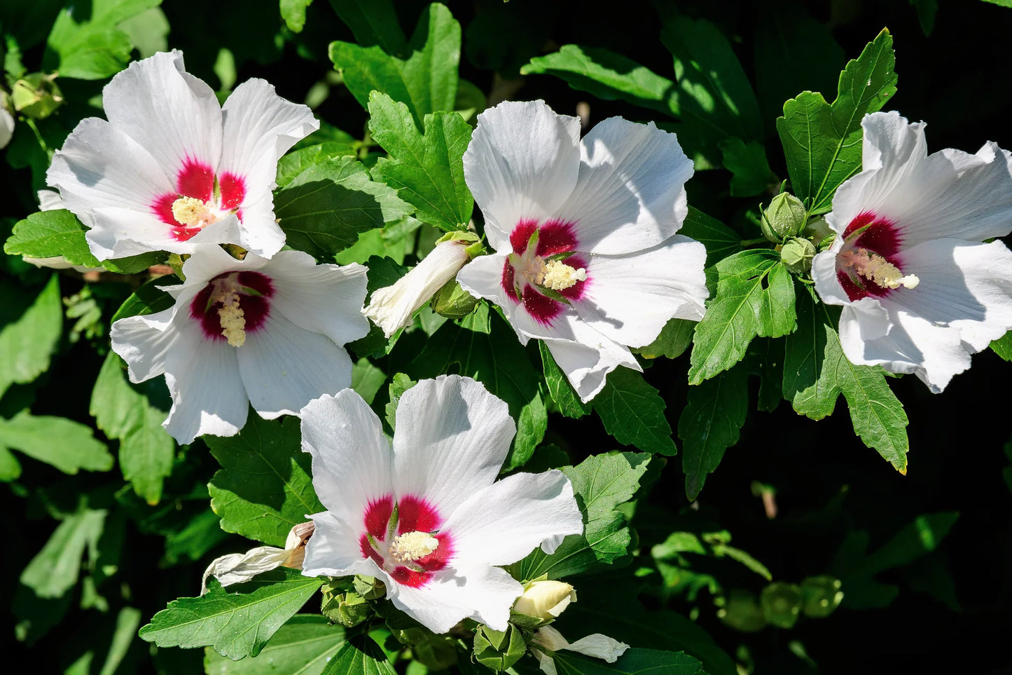 Rose of Sharon White Red Eye (Hibiscus syriacus)