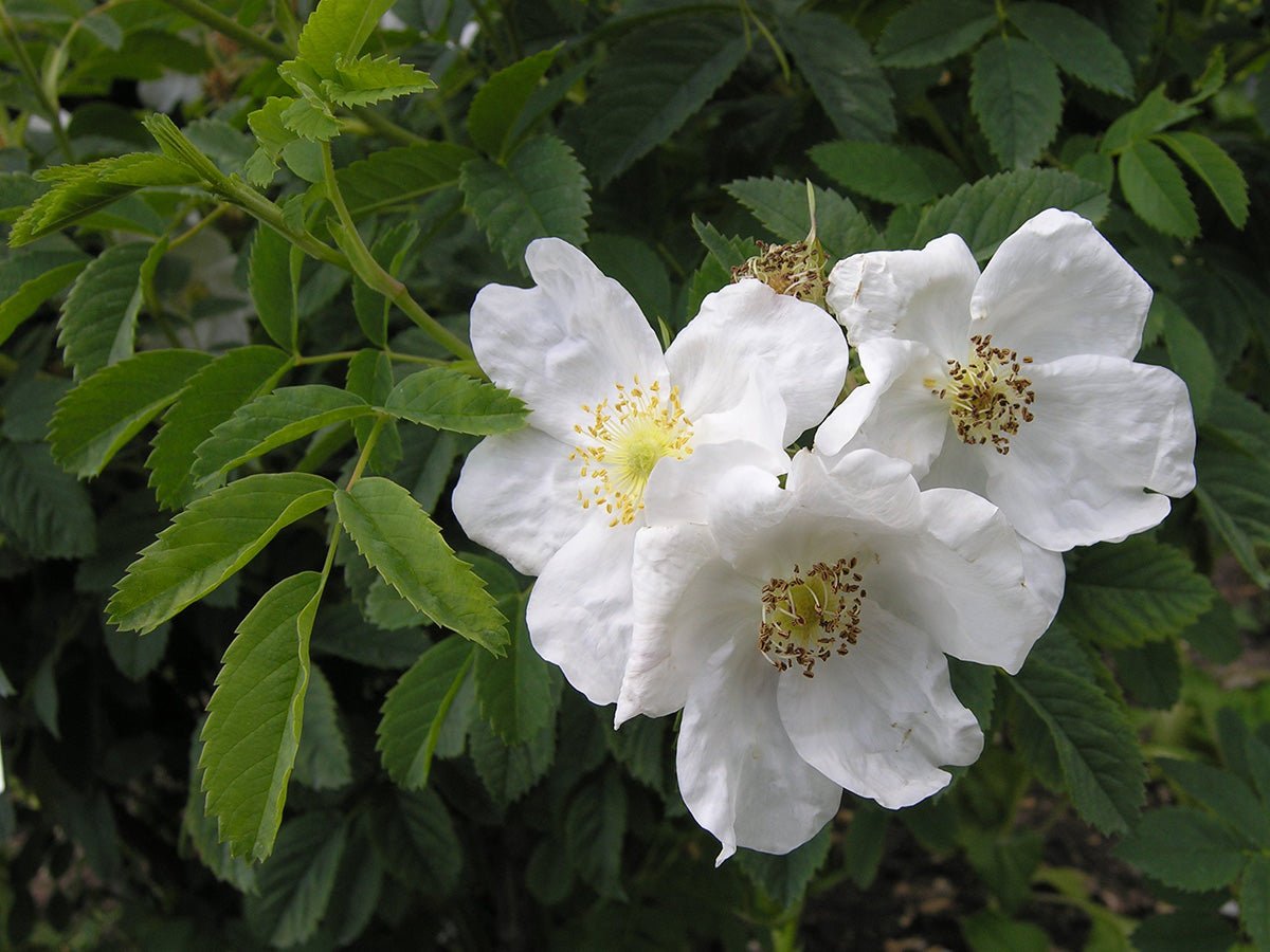 Rose Ovation Mix (Rosa) - Ladybird Nursery