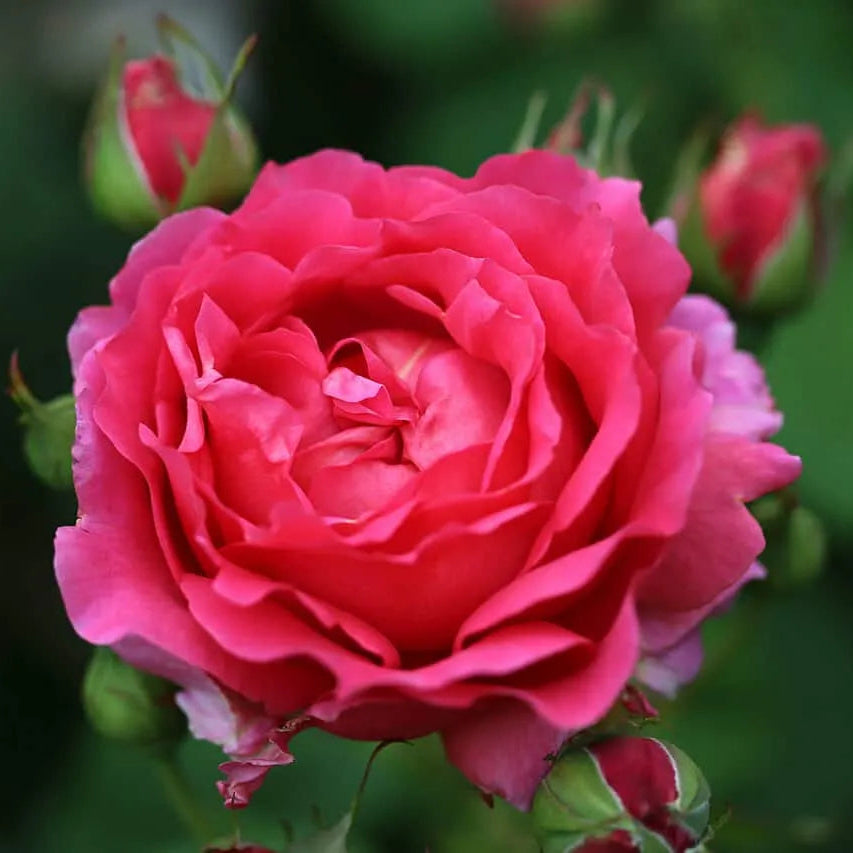 Rose 'Childs Love™' - Large