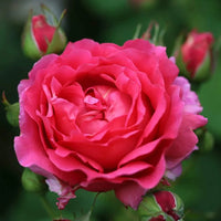 Rose 'Childs Love™' - Large