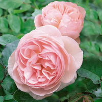 Rose 'Heritage' (David Austin) - Large