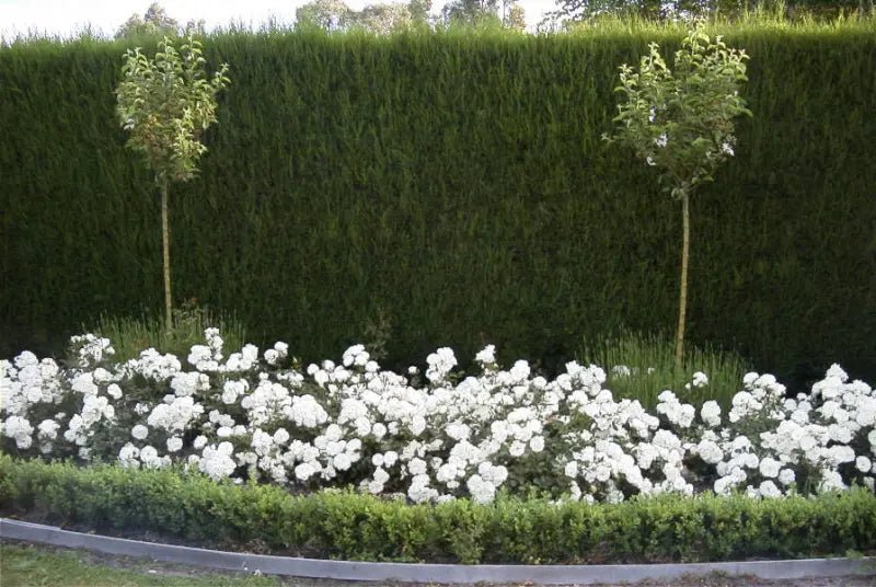 Rose ‘White Meidiland' - Ladybird Nursery
