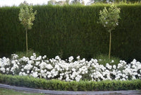 Rose ‘White Meidiland' - Ladybird Nursery