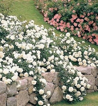Rose ‘White Meidiland' - Ladybird Nursery