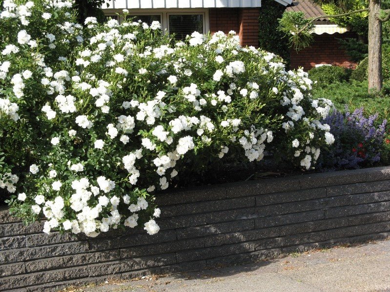Rose ‘White Meidiland' - Ladybird Nursery
