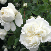 Rose ‘White Meidiland' - Ladybird Nursery