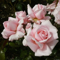 Rose 'Aotearoa'