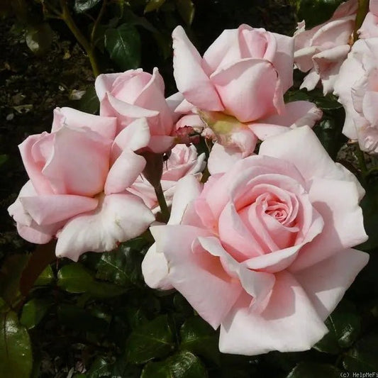 Rose 'Aotearoa' - Ladybird Nursery