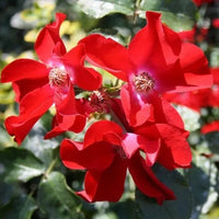 Rose 'Apache' - Large - Ladybird Nursery