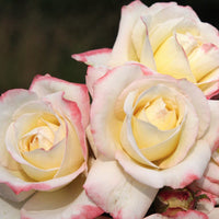 Rose 'Athene'