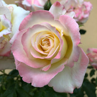 Rose 'Athene'