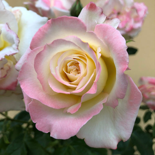 Rose 'Athene' - Ladybird Nursery