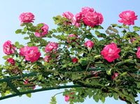 Rose 'Baronne E. De Rothschild' - Large