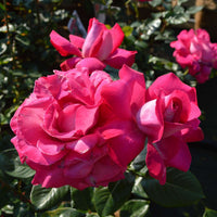 Rose 'Baronne E. De Rothschild' - Large