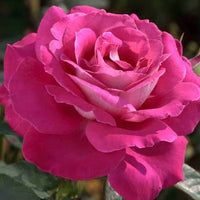 Rose 'Baronne E. De Rothschild' - Large