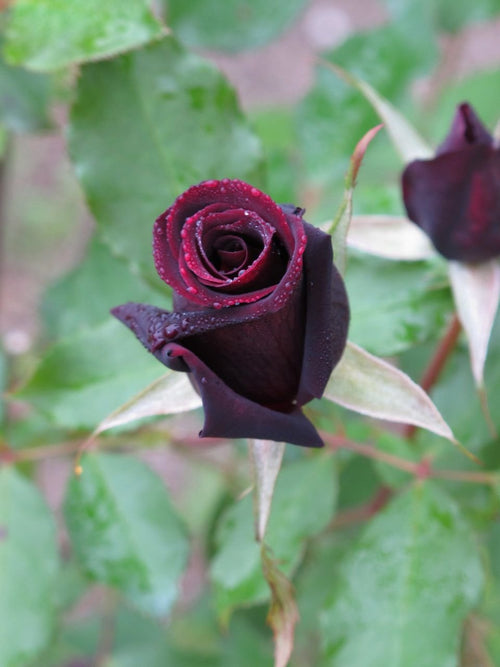 Rose Black Velvet (Rosa) - Ladybird Nursery