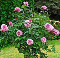 Rose ‘Charles de Gaulle’ - Large