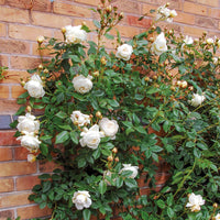 Rose 'Claire Austin' (David Austin) - Large