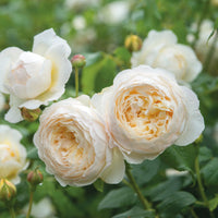 Rose 'Claire Austin' (David Austin) - Large
