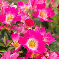 Rose DRIFT® Pink - Ladybird Nursery