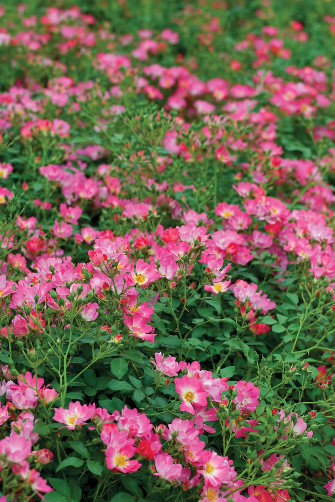 Rose DRIFT® Pink - Ladybird Nursery