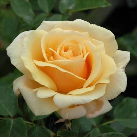 Rose 'Diamond Jubilee' - Large