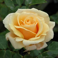 Rose 'Diamond Jubilee' - Large
