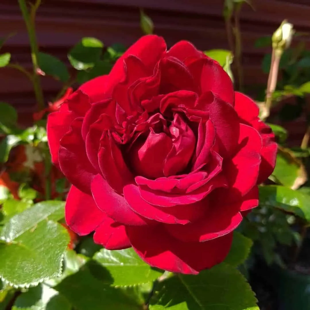 Rose 'Gallipoli Centenary'
