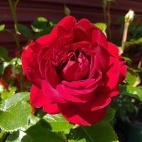 Rose 'Gallipoli Centenary'