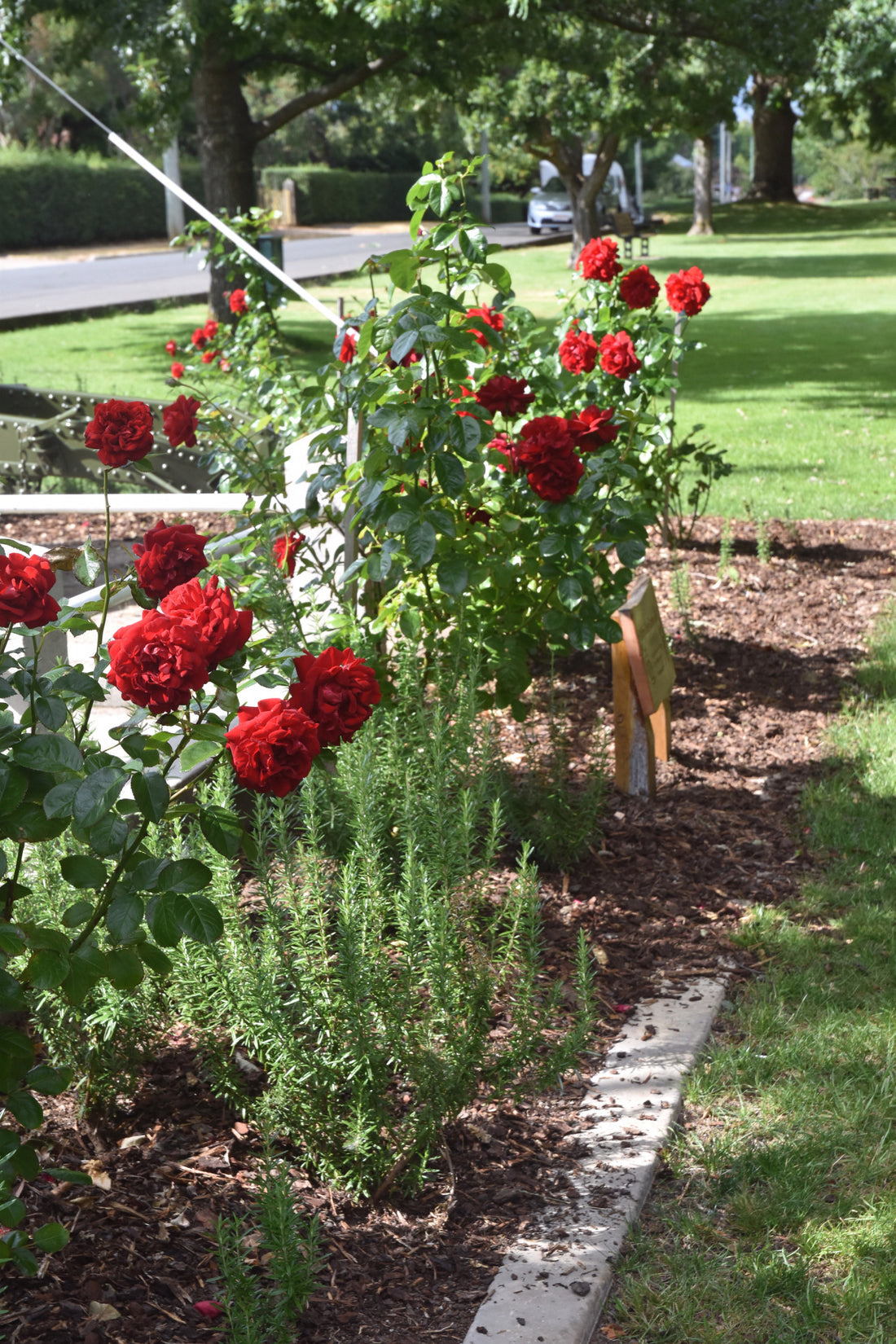 Rose 'Gallipoli Centenary'