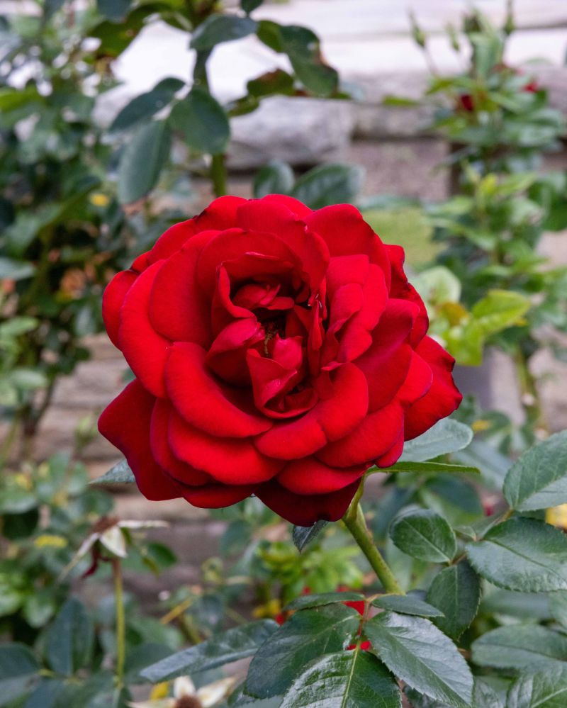 Rose 'Gallipoli Centenary'