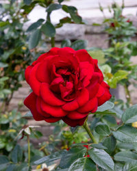 Rose 'Gallipoli Centenary'