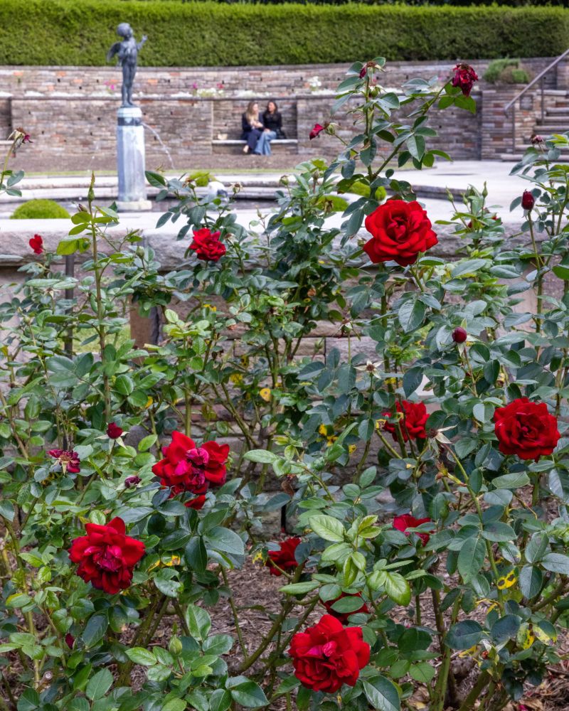 Rose 'Gallipoli Centenary'