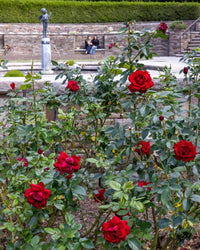Rose 'Gallipoli Centenary'