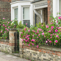 Rose 'Gertrude Jekyll' (David Austin) - Large