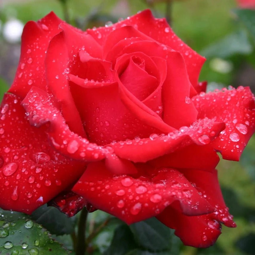 Rose 'Grande Amore' - Large - Ladybird Nursery