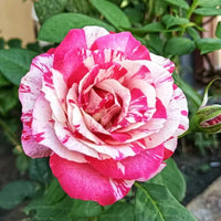 Rose ‘Henri Matisse’ (Delbard)