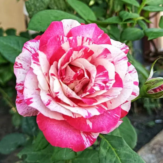 Rose ‘Henri Matisse’ (Delbard) - Ladybird Nursery