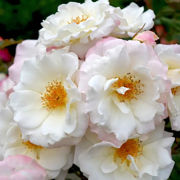 Rose 'Ice Princess'