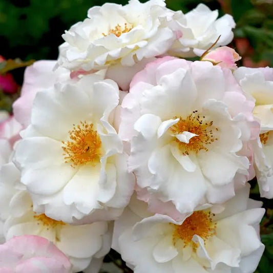 Rose 'Ice Princess' - Ladybird Nursery