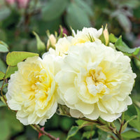 Rose ‘Imogen' (David Austin)