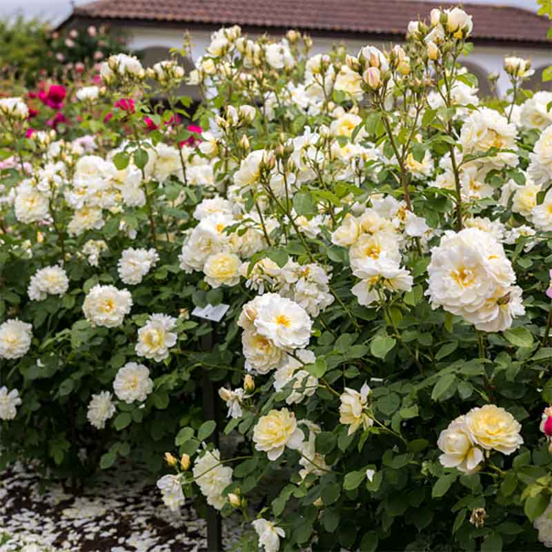 Rose ‘Imogen' (David Austin)