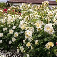 Rose ‘Imogen' (David Austin)