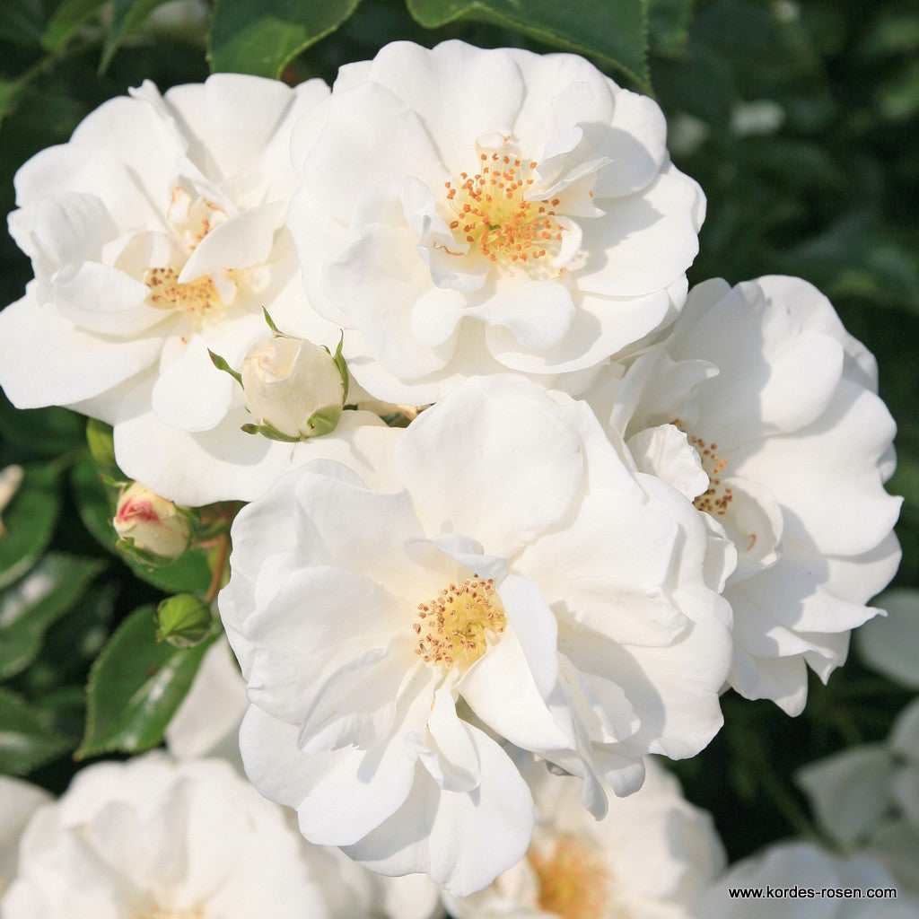 Rose 'Innocencia'